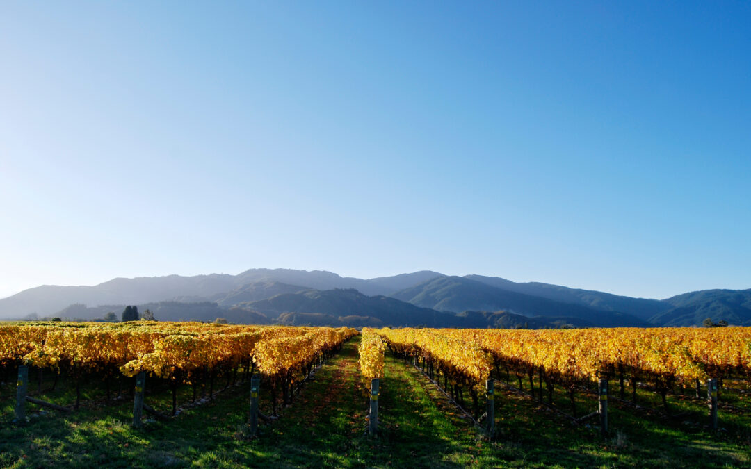Dégustation de vins rouges à Perpignan – Bacchus