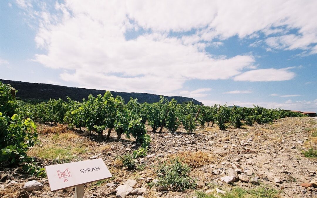 Dégustation de vins blancs à Perpignan – Bacchus